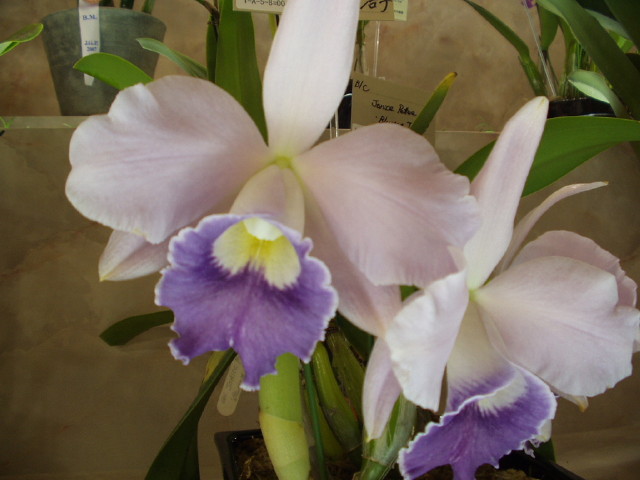 img0076.jpg