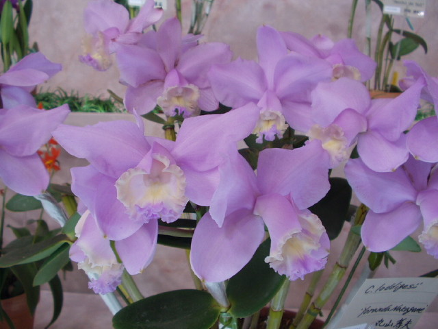 img0077.jpg