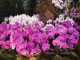 img0011.jpg