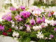 img0033.jpg
