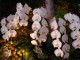img0039.jpg