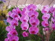 img0041.jpg
