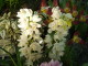 img0059.jpg