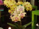 img0061.jpg