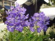 img0065.jpg