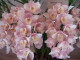 img0067.jpg