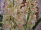 img0070.jpg