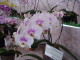 img0074.jpg