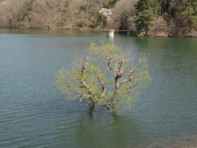 img0011.jpg