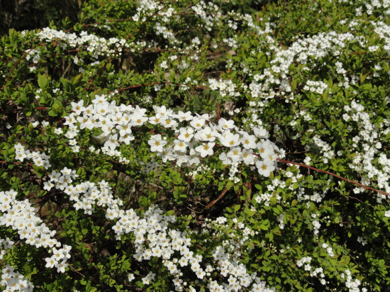 img0050.jpg