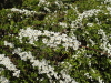img0050.jpg