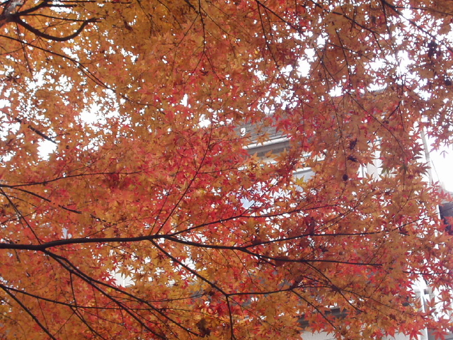 img0014.jpg