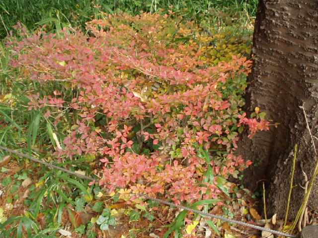 img0017.jpg