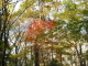 img0003.jpg