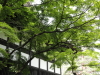 img0009.jpg
