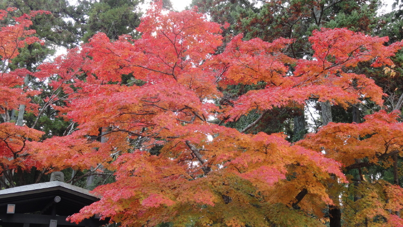img0026.jpg