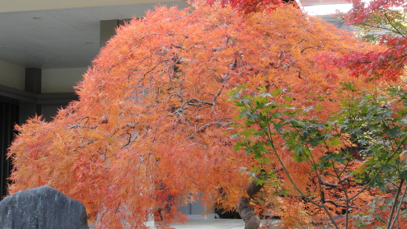 img0036.jpg