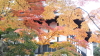 img0011.jpg
