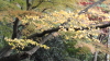 img0071.jpg