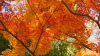 img0079.jpg