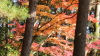img0080.jpg