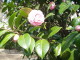 img0017.jpg