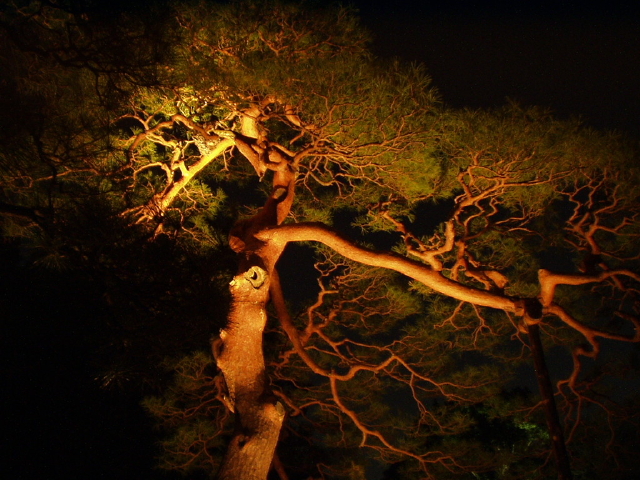img0010.jpg
