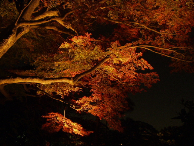 img0018.jpg