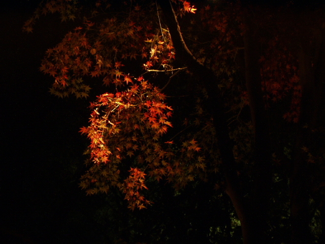 img0020.jpg