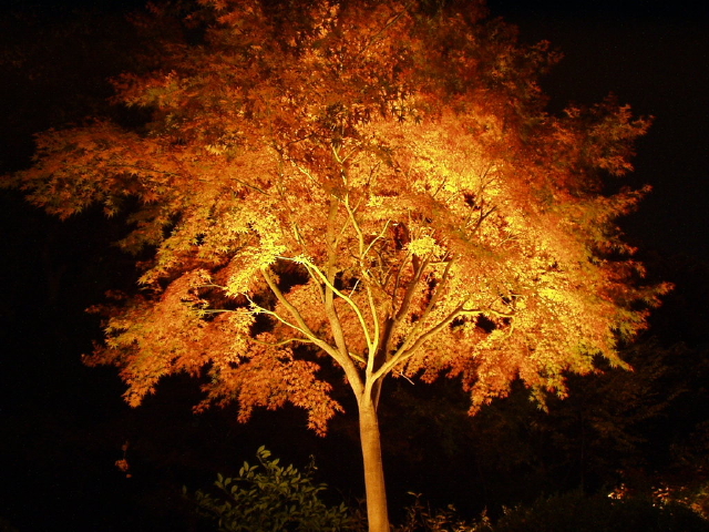 img0031.jpg