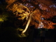 img0002.jpg