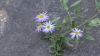 img0005.jpg