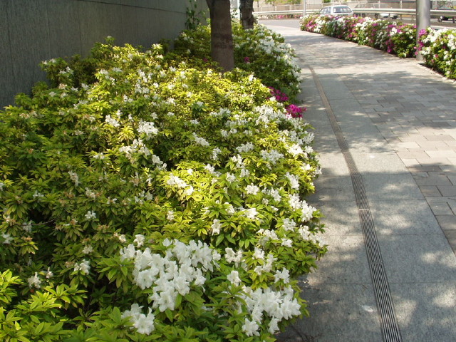 img0009.jpg