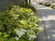 img0009.jpg