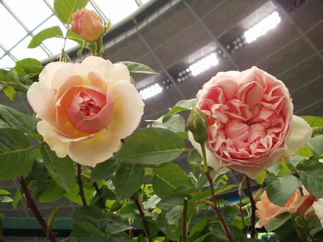 img0010.jpg