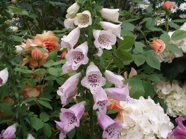 img0016.jpg
