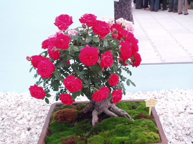 img0037.jpg