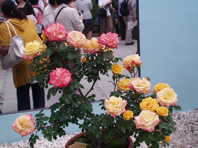 img0038.jpg