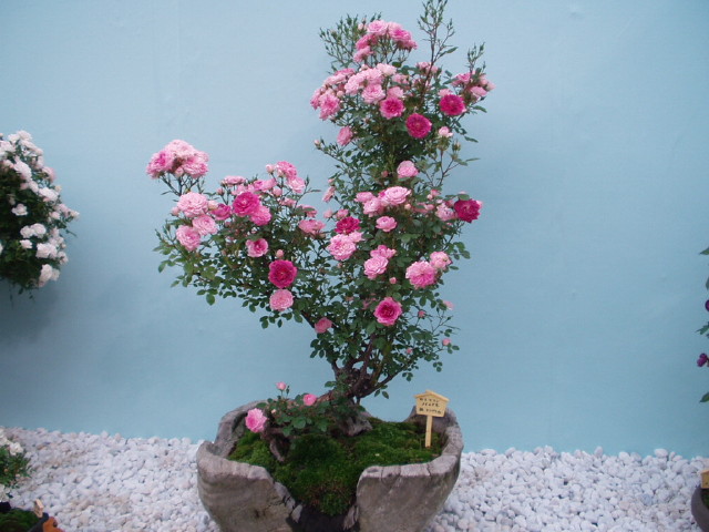 img0039.jpg