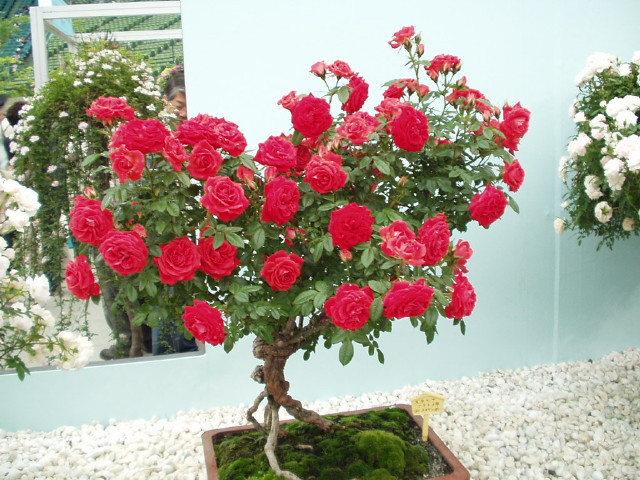 img0040.jpg