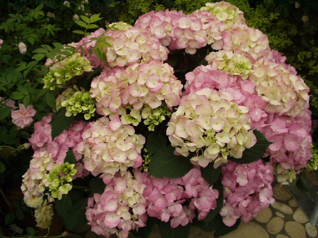 img0051.jpg