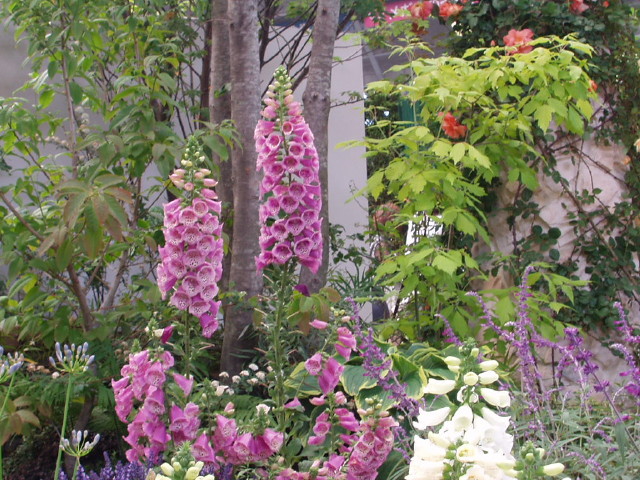 img0062.jpg