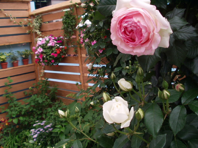 img0101.jpg