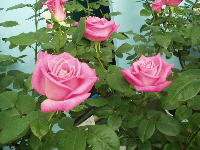 img0112.jpg