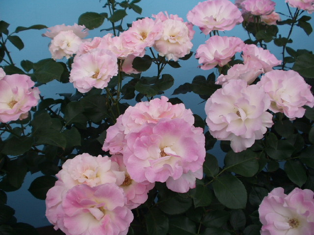img0115.jpg