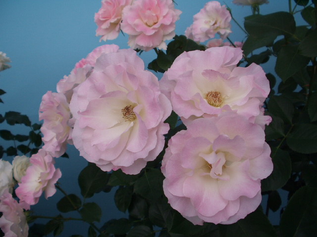 img0116.jpg