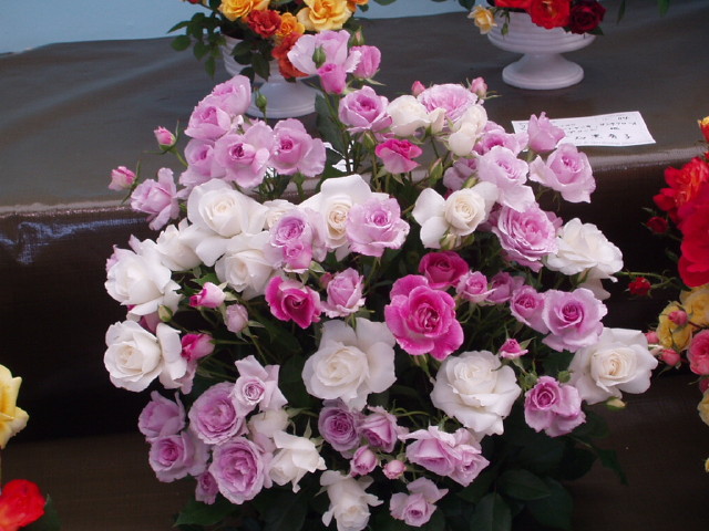 img0127.jpg