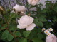 img0008.jpg