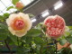 img0010.jpg