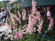 img0011.jpg
